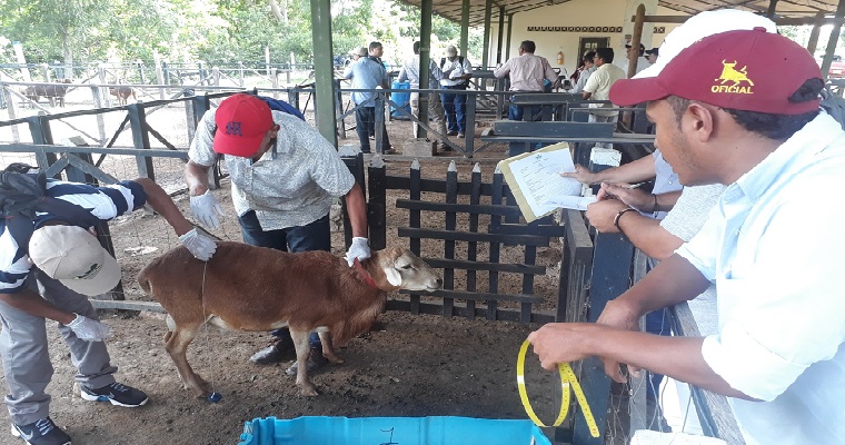 En el Carmen de Bolívar comprometidos con la ganadería ovina colombiana