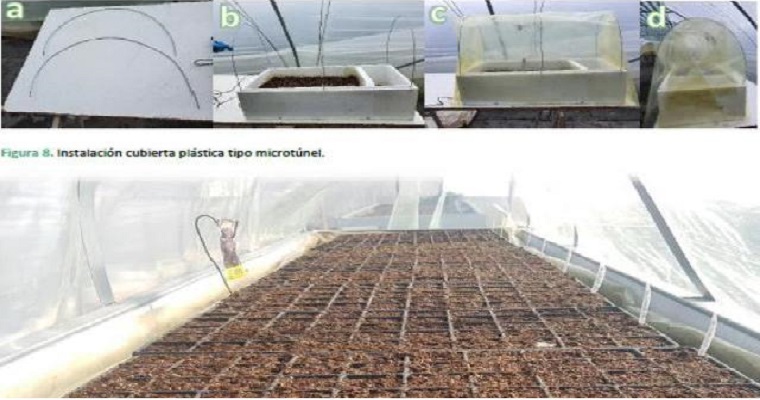 GUÍA PARA ARMAR UN HUERTO CASERO