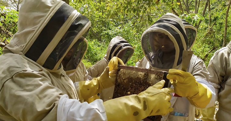 Familias restituidas de la parcelación Londres, en Montería se fortalecen como productoras de miel