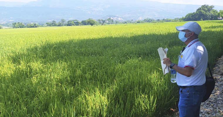 Familia cultivadora de arroz recupera predios en zona rural de Cúcuta gracias a sentencia de restitución de tierras