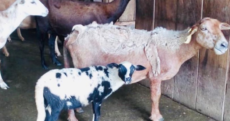 Mujer cabeza de hogar de Puerto Gaitán, Meta recuperó “La Esperanza” e implementó un criadero de camuros