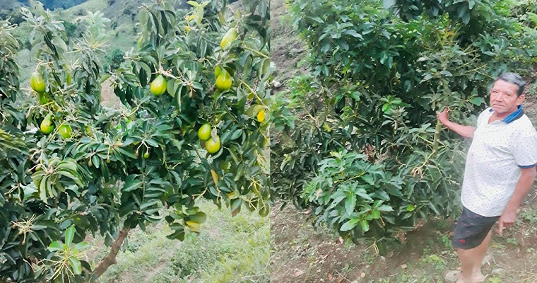 Campesino restituido en Meta comercializó su primera tonelada de aguacate gracias a modelo de agricultura por contrato
