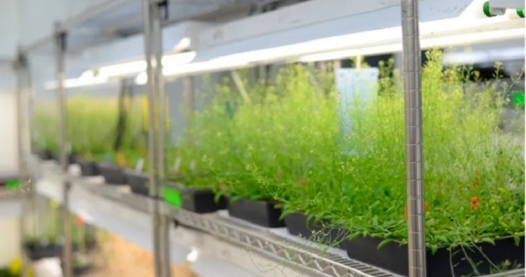 Científicos buscan desarrollar cultivos autofertilizantes para combatir el cambio climático