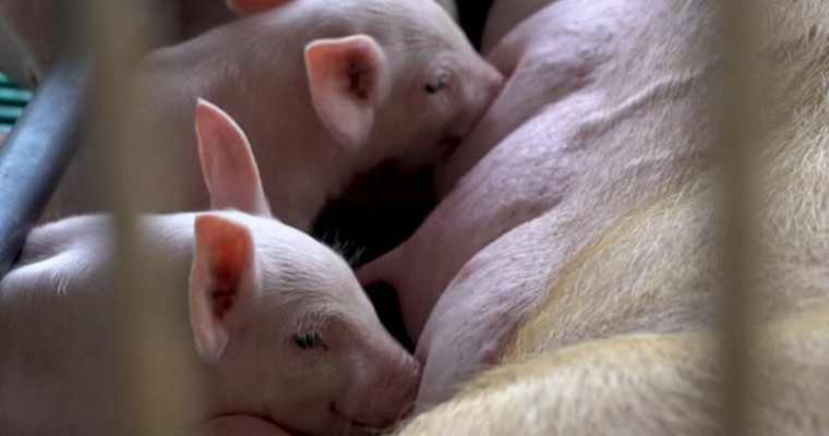 ¡Colombia sigue libre de Peste Porcina Clásica!