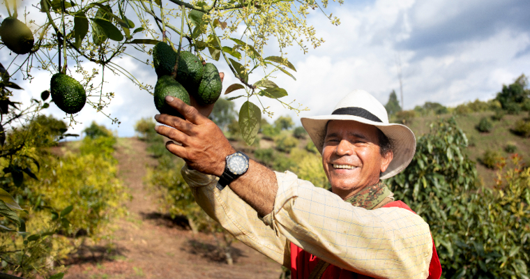 Población ocupada del sector agropecuario aumentó 147.685 personas durante diciembre de 2024