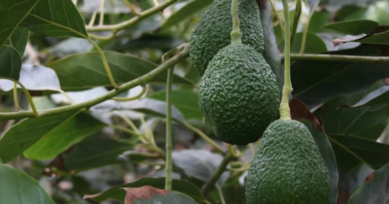 Exportaciones de aguacate Hass seguirán creciendo en 2025 tras éxito en el Super Bowl