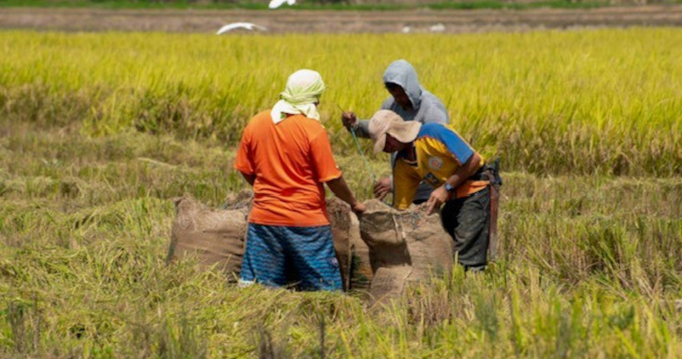 Alivios, prórrogas y normalización de cartera, compromisos del Banco Agrario con arroceros