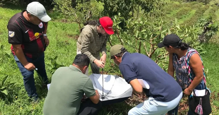 Productores de guayaba se fortalecen en el manejo del picudo y la roya para mejorar sus cosechas