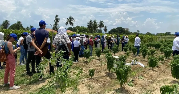 Nuevas variedades en hortalizas para que productores mejoren sus sistemas productivos