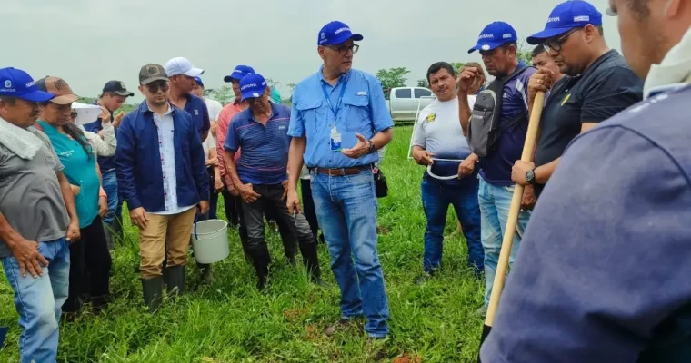 La gestión del suelo y manejo nutricional de bovinos como alternativa para mejorar sistemas productivos de pequeños productores en vista hermosa