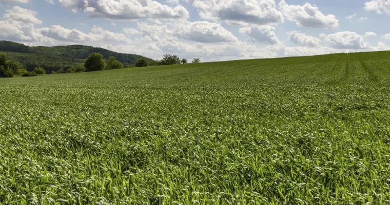 ¿Por qué sus plantas atraen plagas? Todo empieza en el suelo
