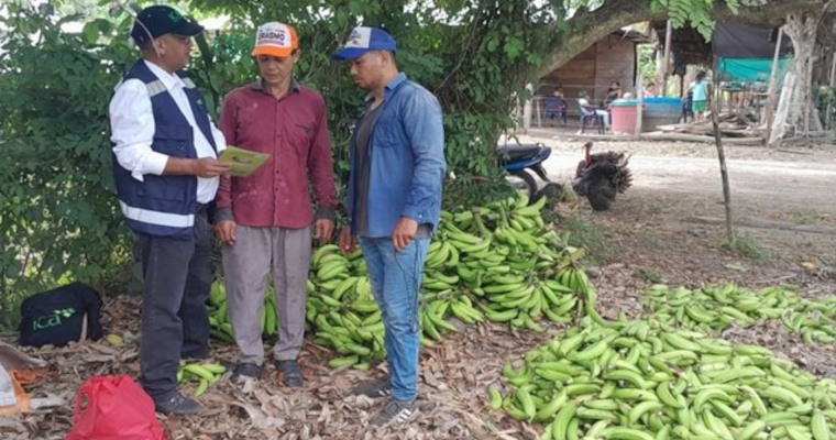 Más de 100 productores de plátano y banano en Córdoba participaron en brigada fitosanitaria