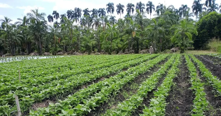 Científicos estudian fríjoles tolerantes a la sequía, una respuesta al cambio climático en Colombia