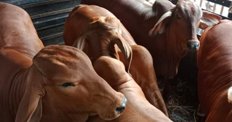 Colombia se une al Grupo de Expertos de la OMSA para el control del Gusano Barrenador del Ganado