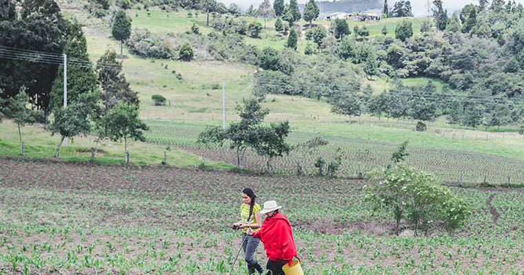 El agro continúa apalancando el trabajo en Colombia: durante marzo, el empleo en el campo creció 11.5%