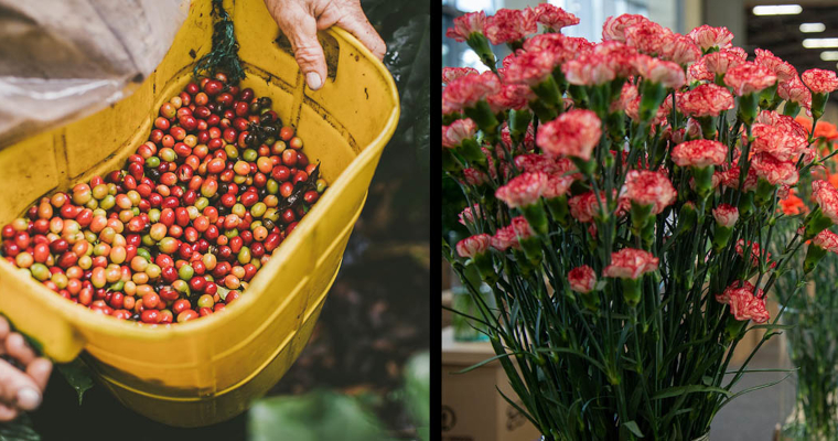 Las exportaciones del agro colombiano no paran de crecer: en marzo de 2025 aumentaron 50,9%