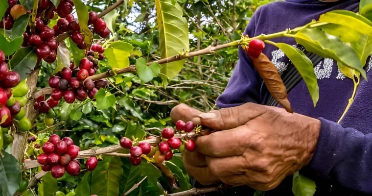 La guía que todo caficultor necesita, de semilla a floración sin perder calidad