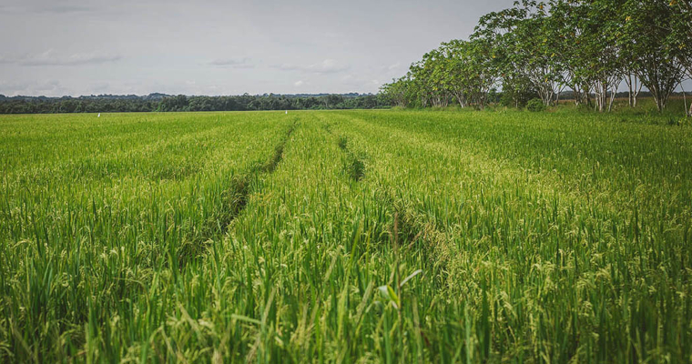 Así va la implementación de los acuerdos con el sector arrocero