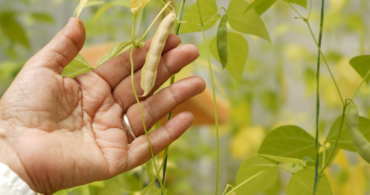 El fríjol “mágico” que resiste la sequía y mitigaría el hambre en La Guajira