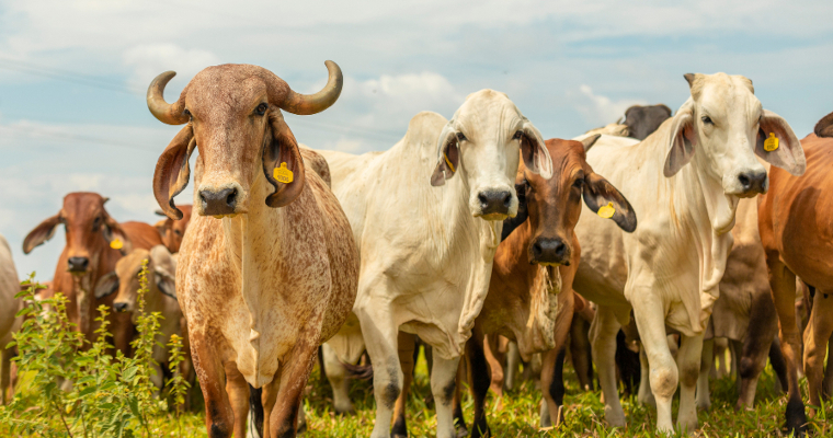 Colombia tiene 29,5 millones de cabezas de ganado y más de un millón de empleos generados por la carne bovina