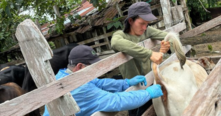 La marcha continúa para declarar el Amazonas libre de fiebre aftosa sin vacunación