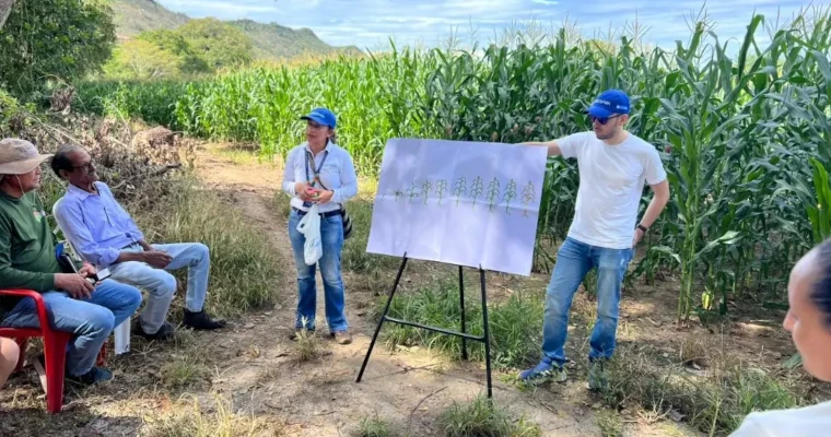 El achaparramiento del maíz se puede superar