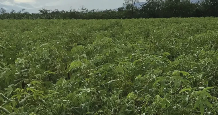Nueva variedad de yuca promete transformar la producción en la Orinoquía