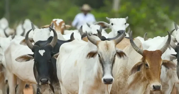 La proeza ganadera que pone al Huila como referente nacional en extensión agropecuaria