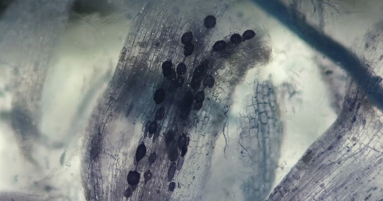 Aliado invisible mejora hasta un 33 % el crecimiento de importante árbol maderero de Colombia