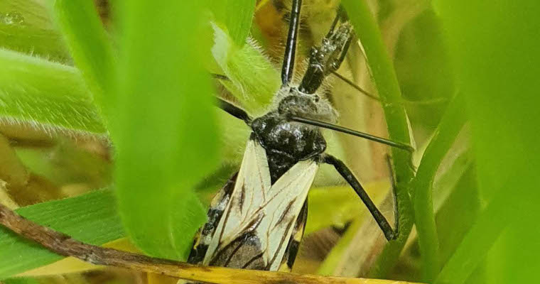 La enfermedad de Chagas avanza sin que Colombia reaccione