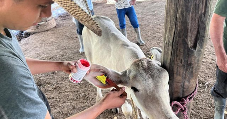 Mejora la trazabilidad animal en el Caquetá: 7.600 nuevas identificaciones