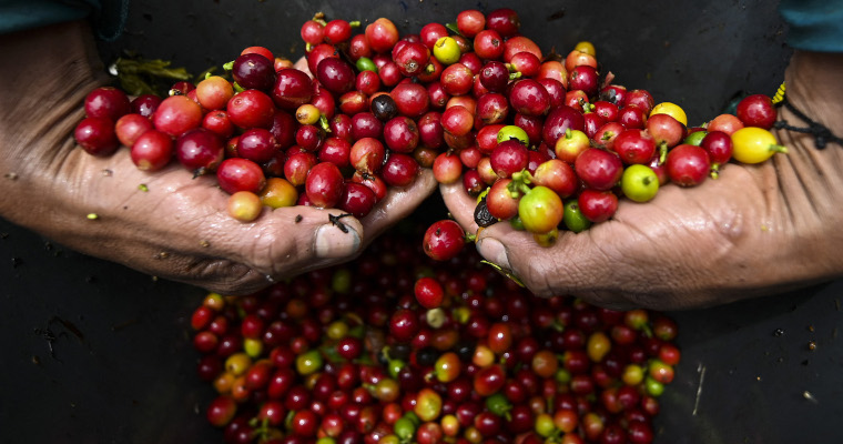 ¡Secar café como nunca antes! Una innovación de la UNAL en Agroexpo 2025