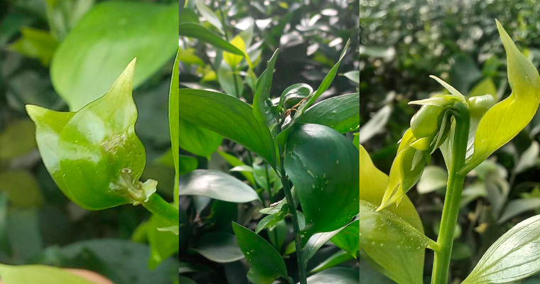 Con vigilancia digital controlan plaga que arriesga exportaciones florales