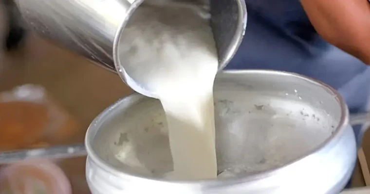 Ganaderos de Durania proyectan centro de acopio para transformar el mercado lechero de la región