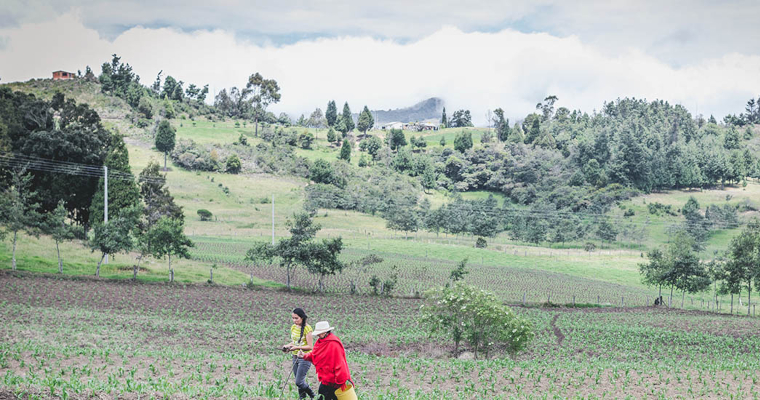 El agro no para de generar empleo en Colombia: durante junio, la ocupación rural aumentó en 3%
