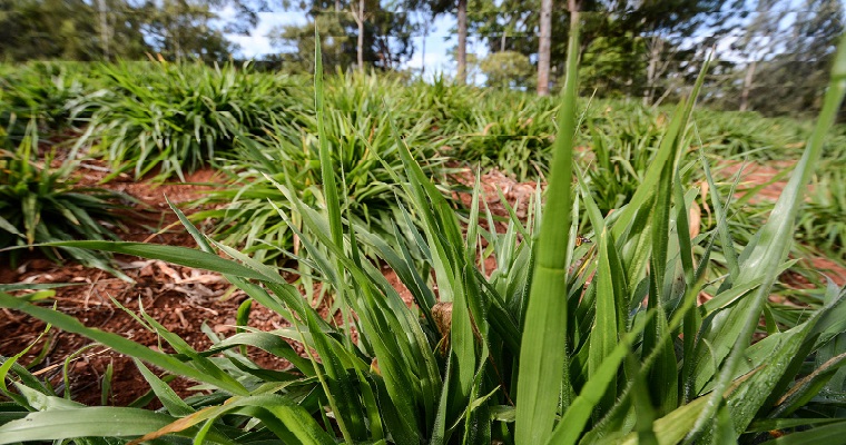 Las plantas que alimentan al ganado podrían ser clave en la mitigación del cambio climático