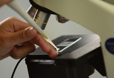 Análisis de células espermáticas mejoraría producción de porcinos