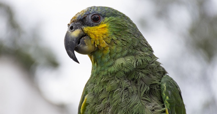 Fauna silvestre sigue amenazada por mitos y creencias