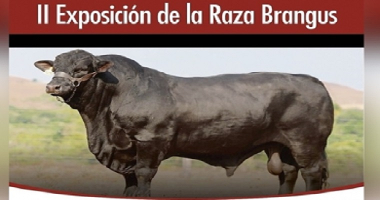 II Exposición de la raza Brangus en Santander