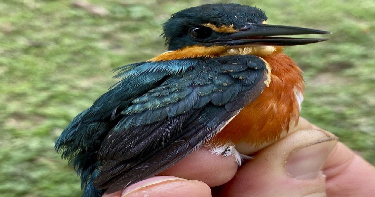 El país de las aves, un documental para Colombia y el mundo