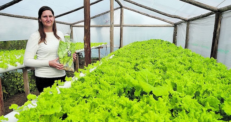 Invernaderos hidropónicos, la técnica de cultivar sin tierra