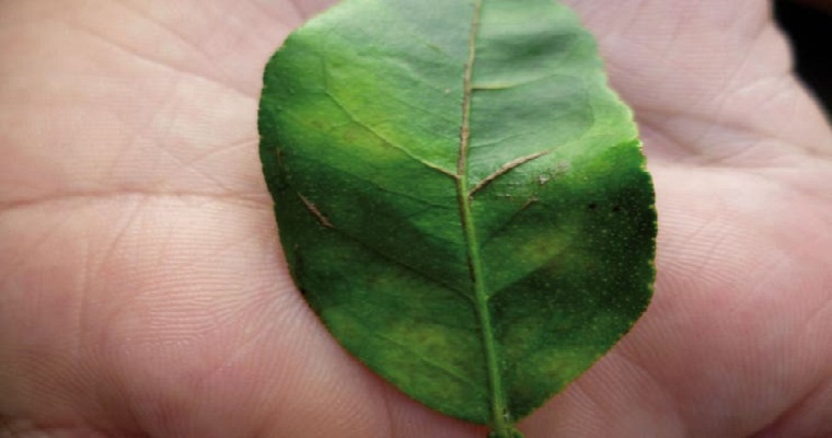 Cítricos. Cómo salvarlos de la pandemia que los pone en peligro