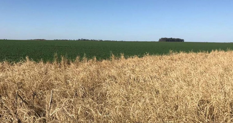 Cultivos de servicio: una estrategia conservacionista que gana terreno