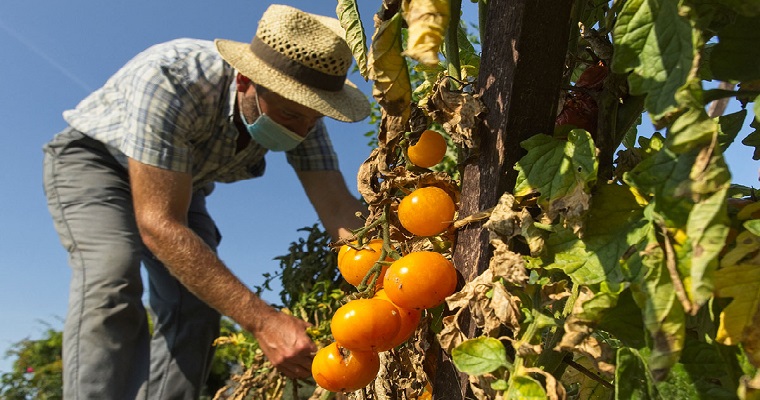 Vinaza, de villana a biofertilizante