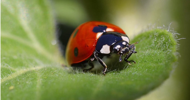 Refugios para mariquitas, estrategia de control biológico premiada