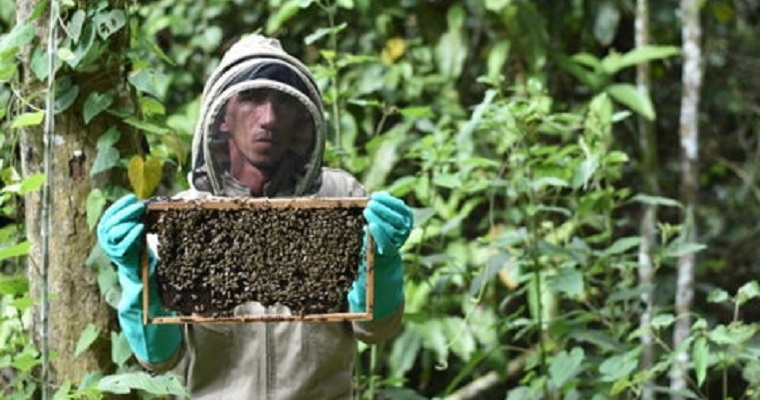 Aprovechar la apicultura puede traer varios beneficios a los cultivos de aguacate hass