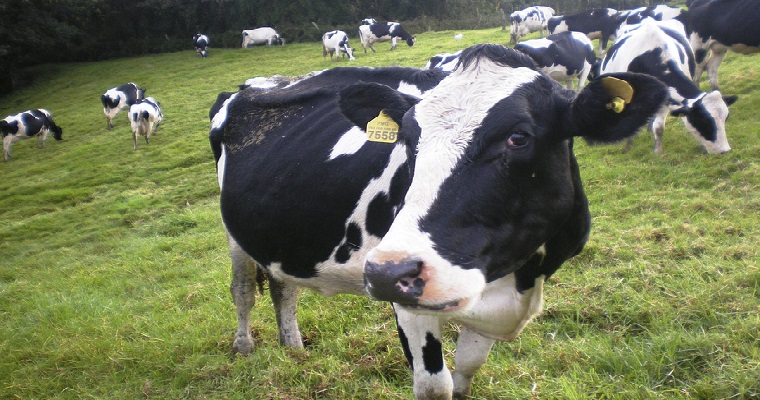 Frío extremo disminuiría producción de vacas lecheras
