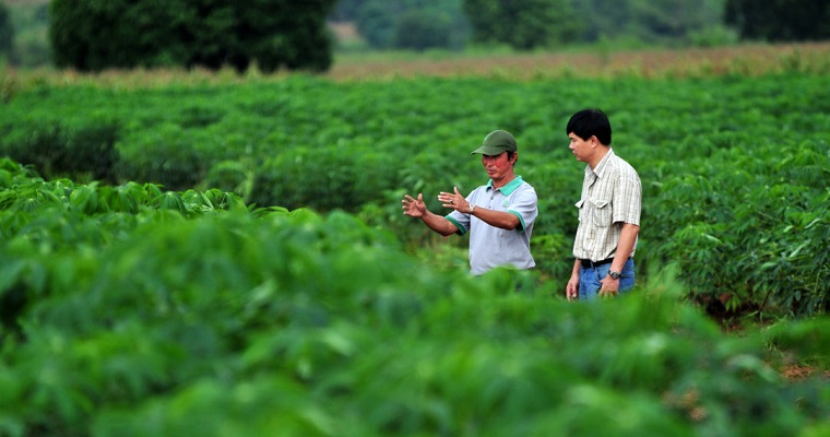 ¿Cómo una planta ancestral de América Latina llegó a ser el segundo cultivo comercial más importante de Asia?
