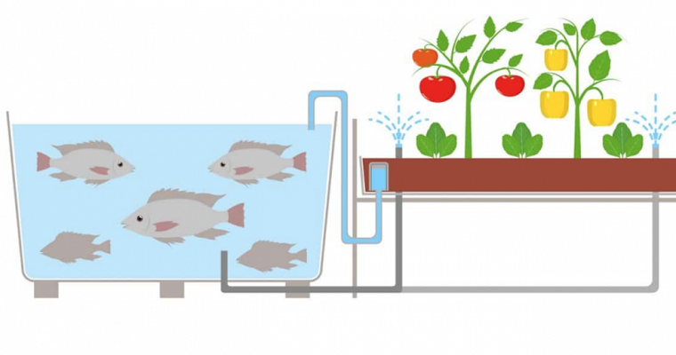 La acuaponía como alternativa a la explotación agrícola tradicional en la Región