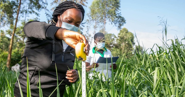 Los forrajes mejorados en las dietas del ganado ofrecen soluciones para reducir las emisiones del sector lechero